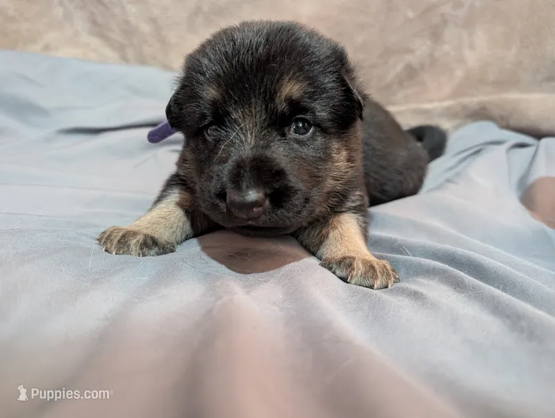 Faye – German Shepherd Dog puppy for sale in Tallahassee, FL