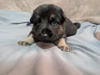 Faye, a female German Shepherd Dog for sale in Tallahassee, FL – 1 of 2