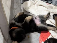 Milky Way , a male German Shepherd Dog for sale in Tallahassee, FL – 5 of 5