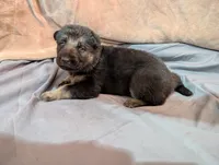 Nebula, a female German Shepherd Dog for sale in Tallahassee, FL – 3 of 5