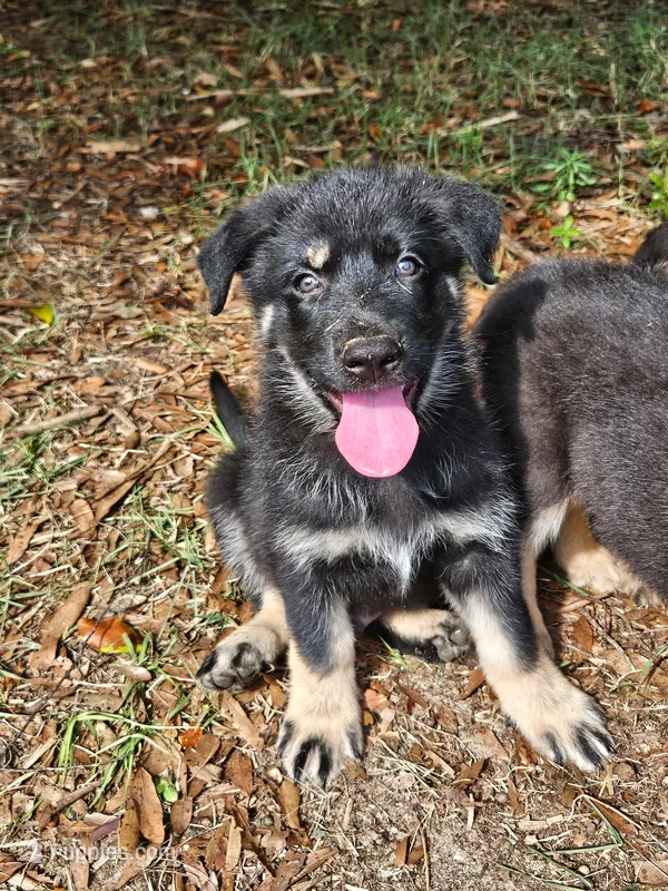 Jelly Bean – German Shepherd Dog puppy for sale in Tallahassee, FL