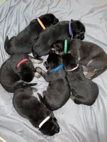Charlotte, a female German Shepherd Dog for sale in Tallahassee, FL – 4 of 4