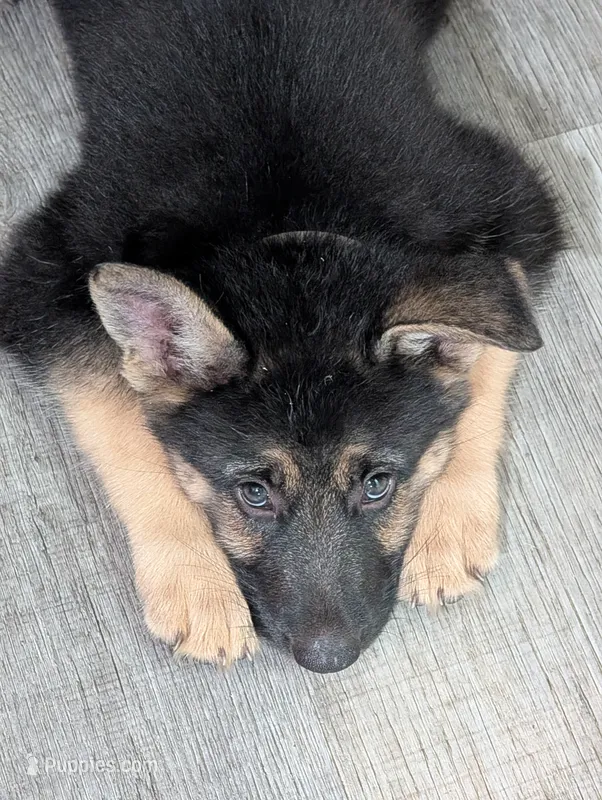 Nebula – German Shepherd Dog puppy for sale in Tallahassee, FL