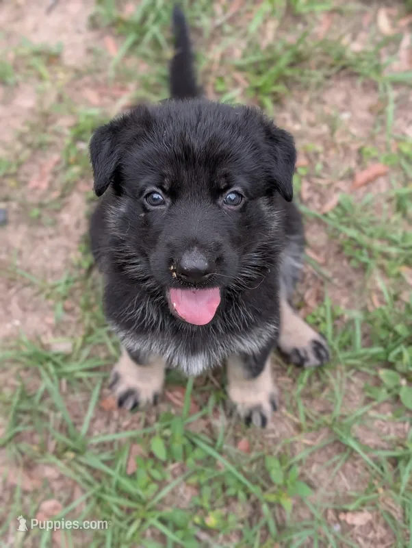 Canyon  – German Shepherd Dog puppy for sale in Tallahassee, FL