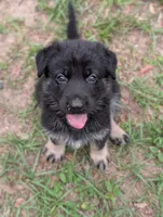 Canyon , a male German Shepherd Dog for sale in Tallahassee, FL – 2 of 4