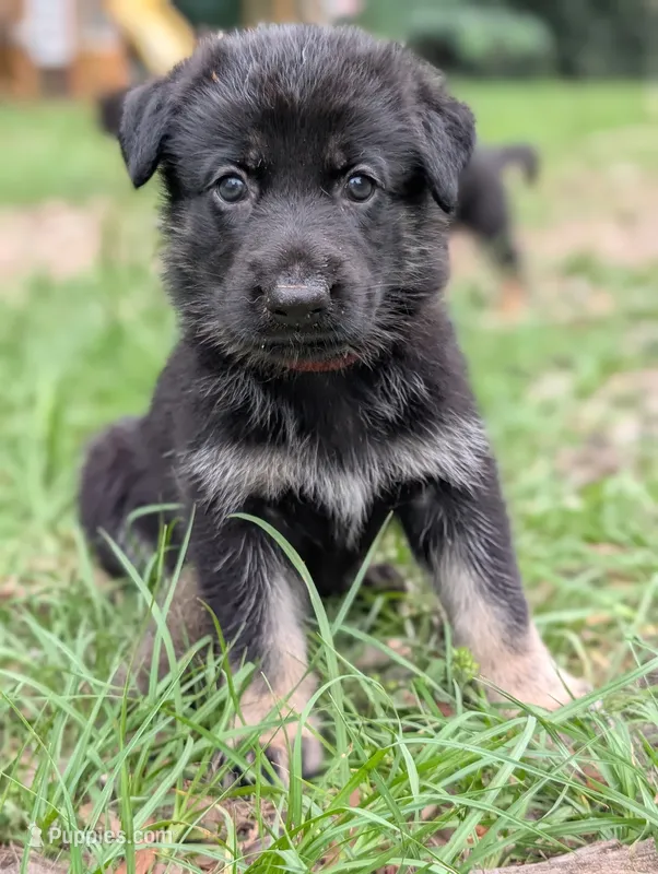 Jelly Bean – German Shepherd Dog puppy for sale in Tallahassee, FL
