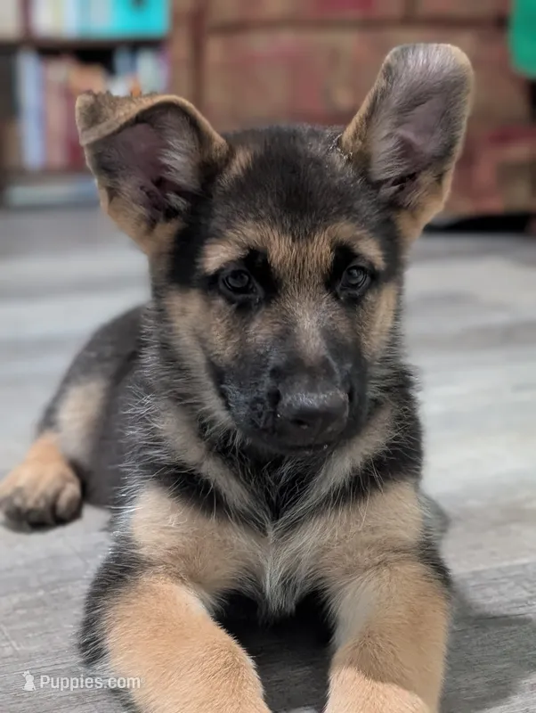 Flynn – German Shepherd Dog puppy for sale in Tallahassee, FL