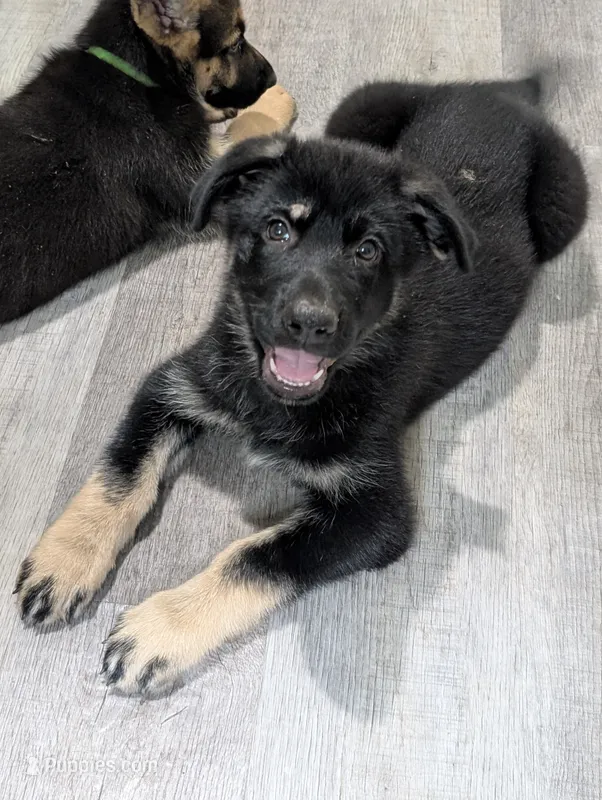 Jelly Bean – German Shepherd Dog puppy for sale in Tallahassee, FL
