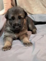 Flynn, a male German Shepherd Dog for sale in Tallahassee, FL – 2 of 4