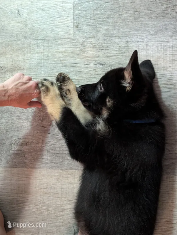 Canyon  – German Shepherd Dog puppy for sale in Tallahassee, FL