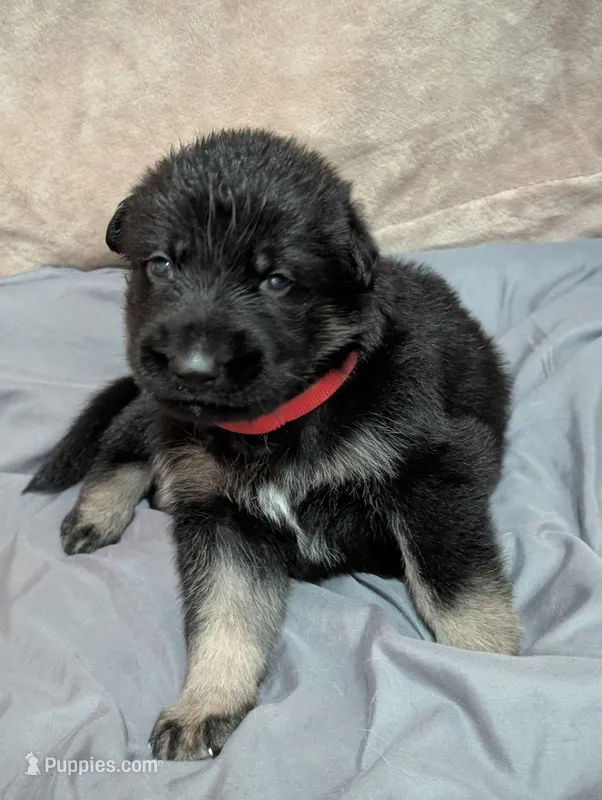 Jelly Bean, a male German Shepherd Dog for sale in Tallahassee, FL – 1 of 1