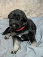 Jelly Bean, a male German Shepherd Dog for sale in Tallahassee, FL – 1 of 1