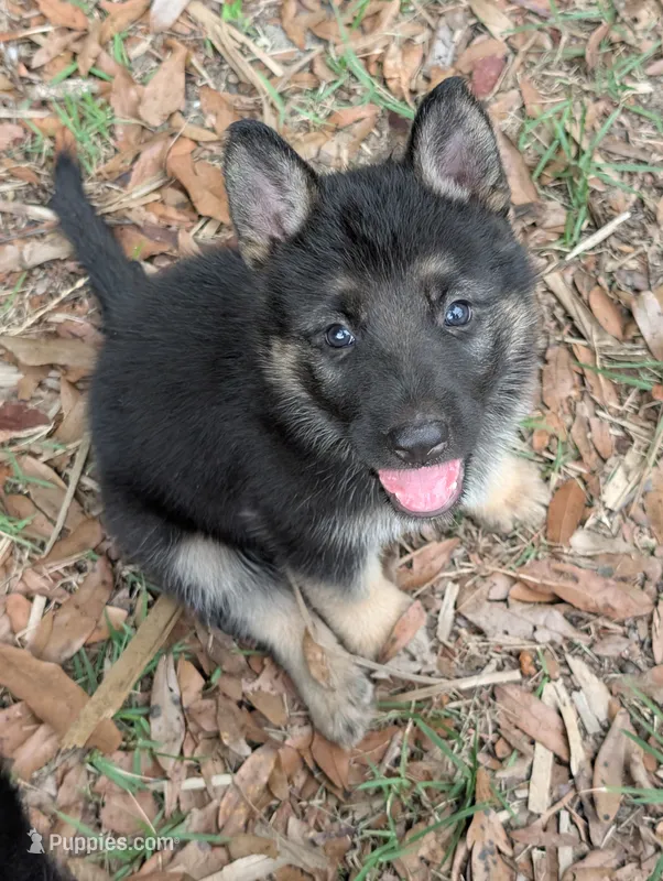 Nebula – German Shepherd Dog puppy for sale in Tallahassee, FL