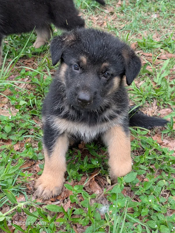 Milky Way  – German Shepherd Dog puppy on hold in Tallahassee, FL