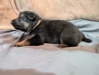 Nebula, a female German Shepherd Dog for sale in Tallahassee, FL – 2 of 5