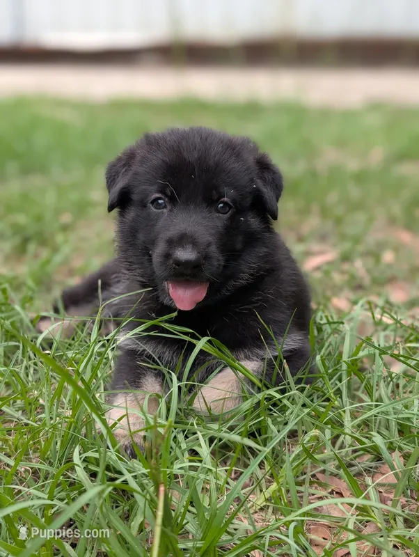 Canyon  – German Shepherd Dog puppy for sale in Tallahassee, FL