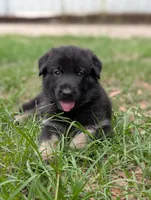 Canyon , a male German Shepherd Dog for sale in Tallahassee, FL – 1 of 4