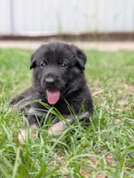 Canyon , a male German Shepherd Dog for sale in Tallahassee, FL – 3 of 4