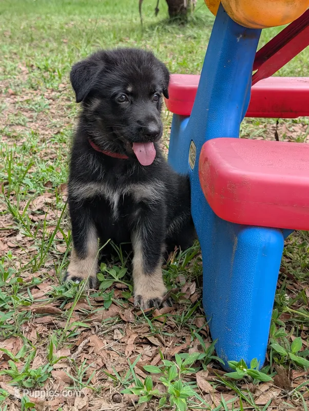 Jelly Bean – German Shepherd Dog puppy for sale in Tallahassee, FL