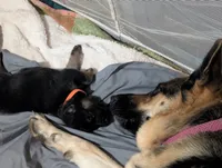 Milky Way , a male German Shepherd Dog for sale in Tallahassee, FL – 3 of 5