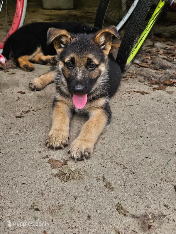 Flynn – German Shepherd Dog puppy for sale in Tallahassee, FL