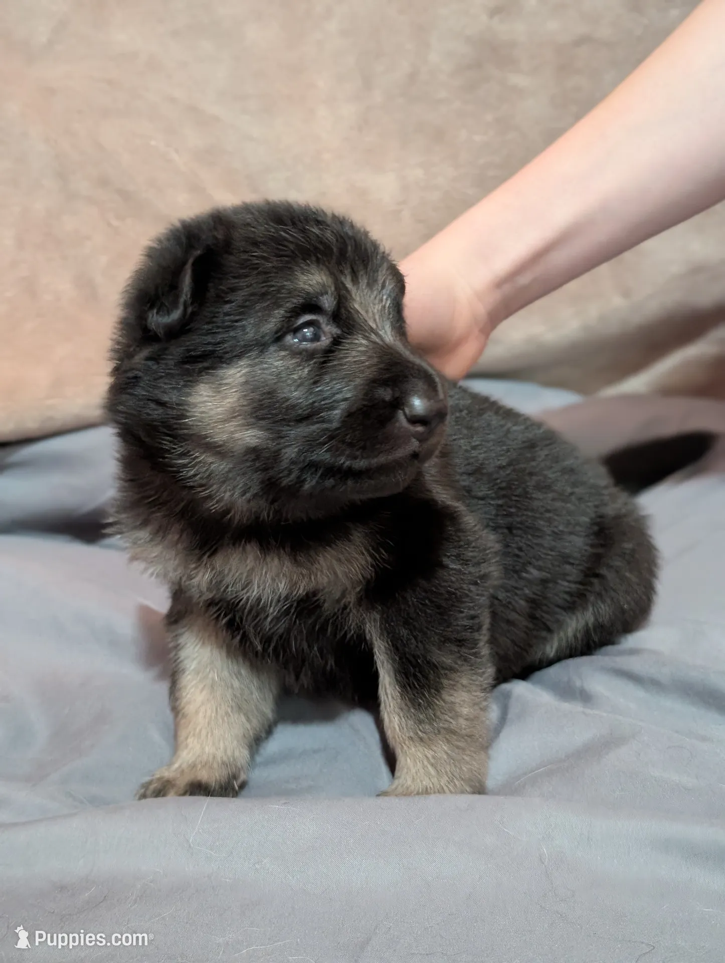 Nebula, a female German Shepherd Dog for sale in Tallahassee, FL – 1 of 5