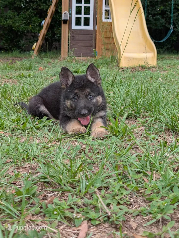 Nebula – German Shepherd Dog puppy for sale in Tallahassee, FL