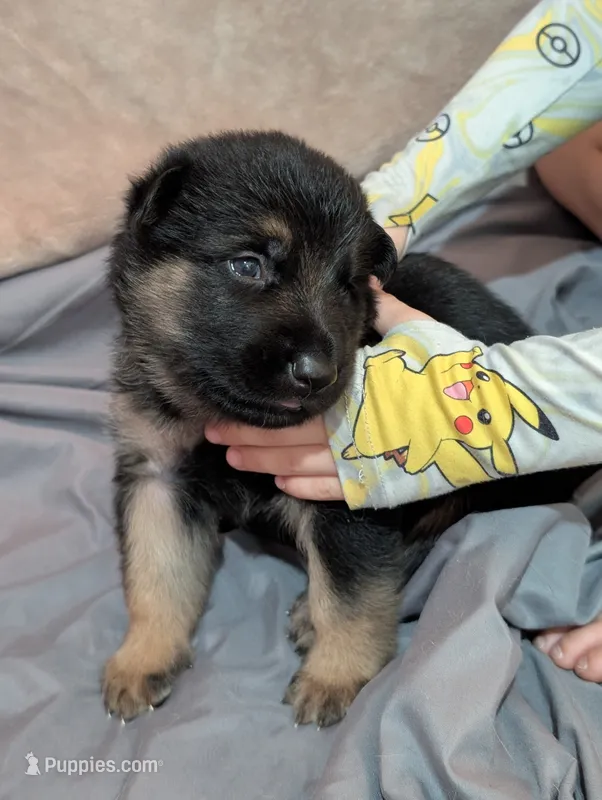 Milky Way  – German Shepherd Dog puppy for sale in Tallahassee, FL
