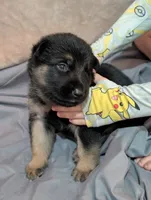 Milky Way , a male German Shepherd Dog for sale in Tallahassee, FL – 1 of 5