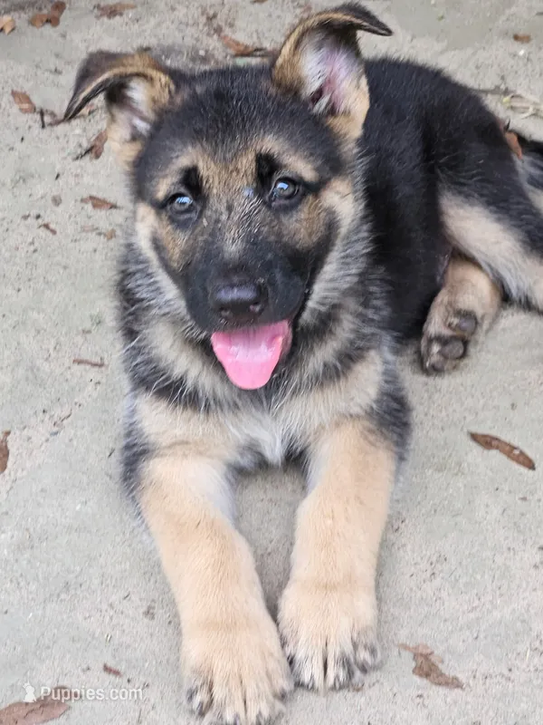 Flynn – German Shepherd Dog puppy for sale in Tallahassee, FL