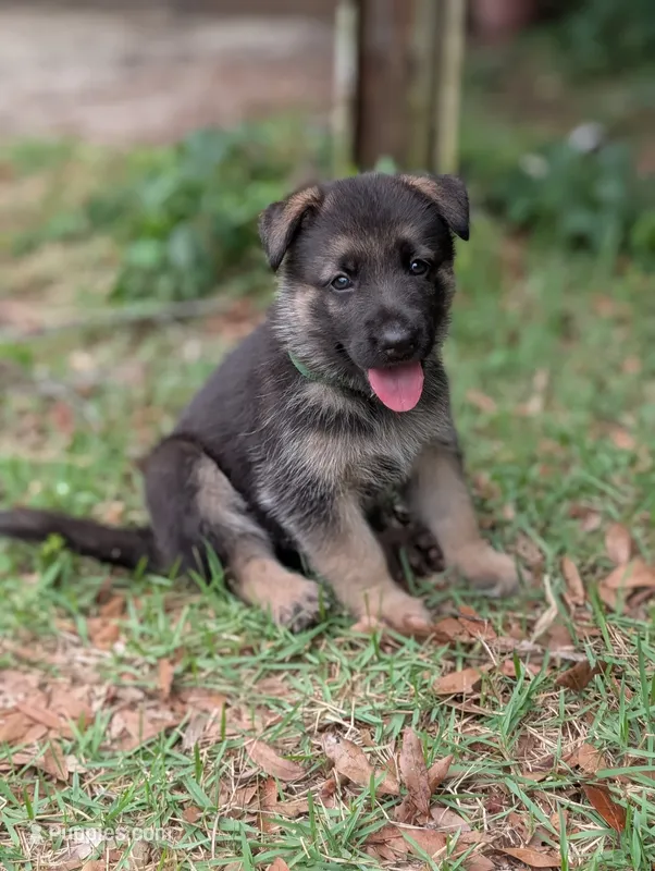 Flynn – German Shepherd Dog puppy for sale in Tallahassee, FL