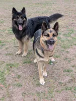Charlotte, a female German Shepherd Dog for sale in Tallahassee, FL – 3 of 4