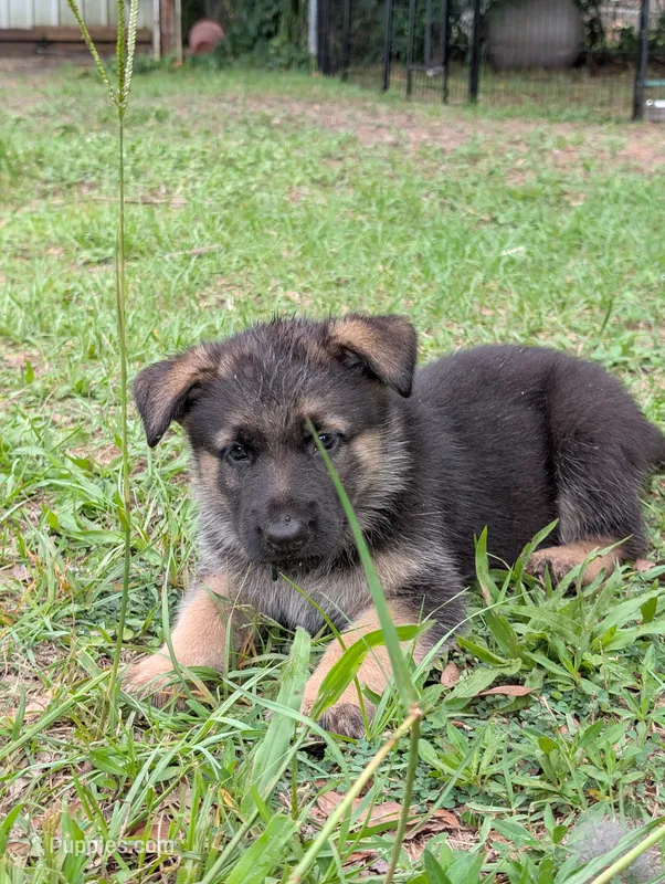 Flynn – German Shepherd Dog puppy for sale in Tallahassee, FL