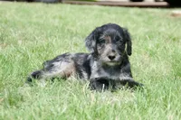 Phantom, a male Aussiedoodle and Schnoodle for sale in Oklahoma City, OK – 3 of 3