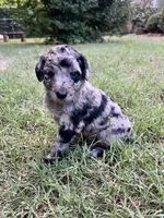 Cha-Cha, a female Aussiedoodle for sale in Oklahoma City, OK – 2 of 3