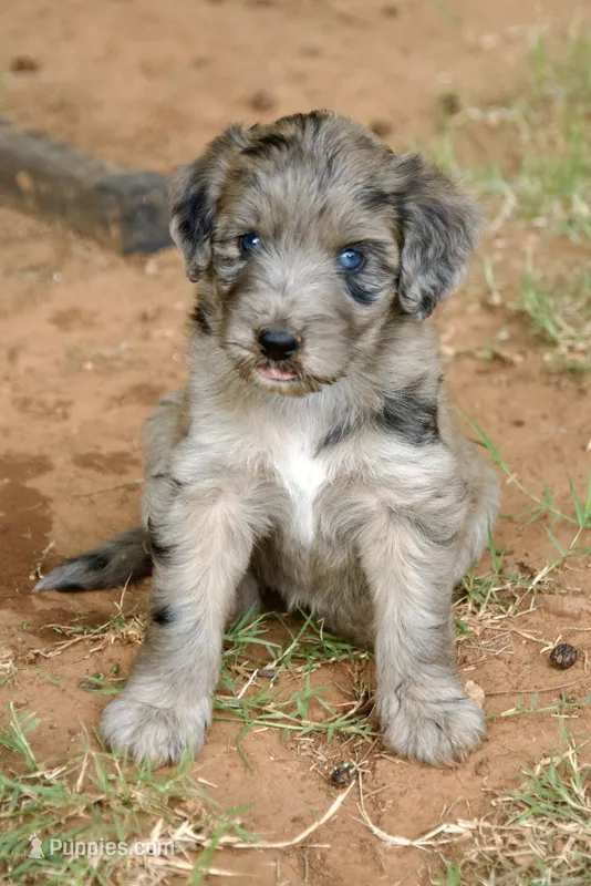 Lucy – Aussiedoodle puppy for sale in Oklahoma City, OK