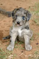 Lucy, a female Aussiedoodle and Schnoodle for sale in Oklahoma City, OK – 1 of 3