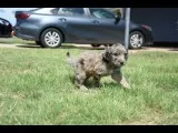 Lucy, a female Aussiedoodle and Schnoodle for sale in Oklahoma City, OK – 2 of 3