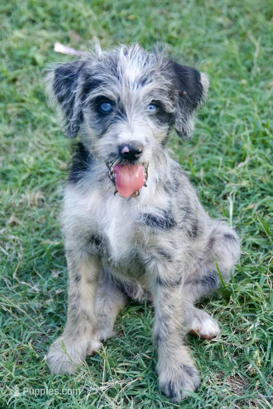 Pearl – Aussiedoodle, Schnoodle puppy for sale in Oklahoma City, OK