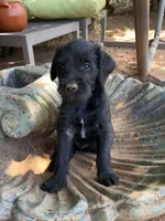 Bruno, a female Aussiedoodle and Schnoodle for sale in Oklahoma City, OK – 1 of 3