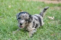 Charlie, a male Aussiedoodle and Schnoodle for sale in Oklahoma City, OK – 1 of 3