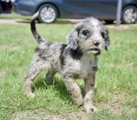 Pearl, a female Aussiedoodle and Schnoodle for sale in Oklahoma City, OK – 1 of 3