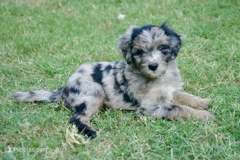 Finn – Aussiedoodle, Schnoodle puppy for sale in Oklahoma City, OK