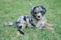 Finn, a male Aussiedoodle and Schnoodle for sale in Oklahoma City, OK – 1 of 4