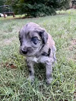 Lucy, a female Aussiedoodle for sale in Oklahoma City, OK – 3 of 3