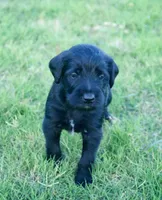 Bruno, a female Aussiedoodle for sale in Oklahoma City, OK – 3 of 3
