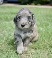 Lucy, a female Aussiedoodle and Schnoodle for sale in Oklahoma City, OK – 3 of 3