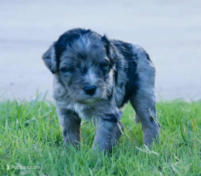 Charlie – Aussiedoodle puppy for sale in Oklahoma City, OK