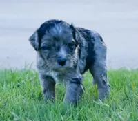 Charlie, a male Aussiedoodle for sale in Oklahoma City, OK – 1 of 3