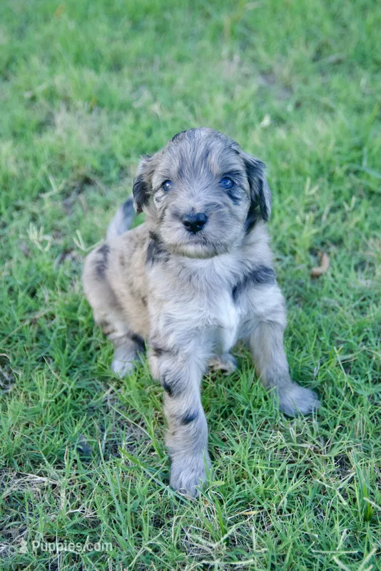 Lucy – Aussiedoodle puppy for sale in Oklahoma City, OK